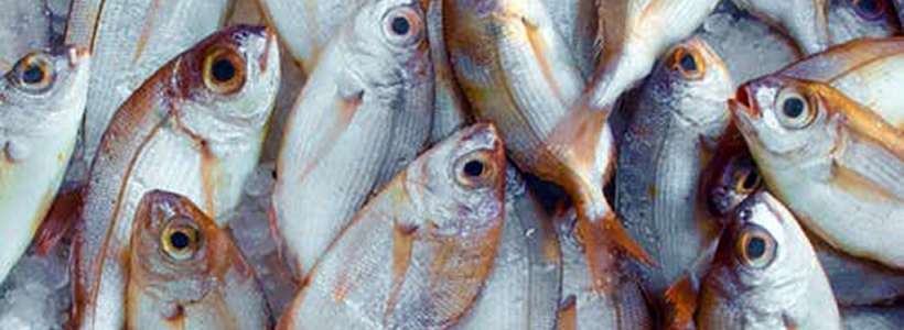 О реализации рыбы и рыбопродуктов О реализации рыбы и рыбопродуктов