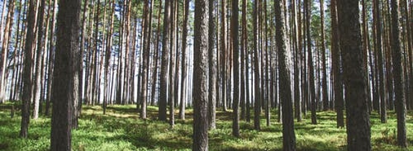 Приглашаем всех желающих принять участие в экологической акции! Приглашаем всех желающих принять участие в экологической акции!